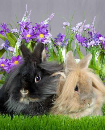 Rabbit Colors - The Range Of Bunny Colors And Have They Are Formed