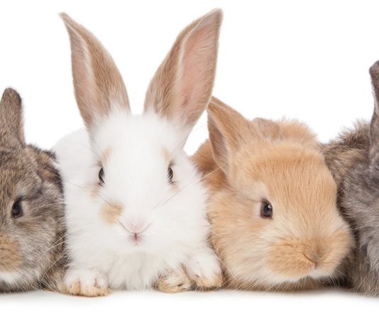 Pet Rabbits Archives - Squeaks and Nibbles