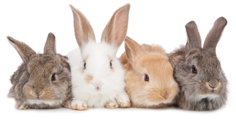 Rabbit Colors - The Range Of Bunny Colors And Have They Are Formed