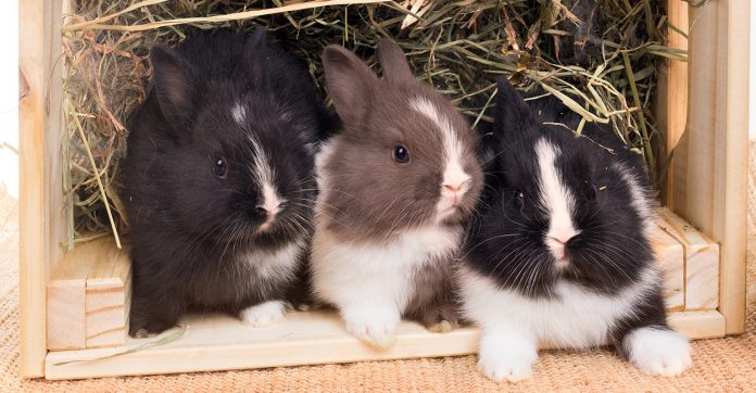 best rabbit nesting box - buy or make the best one for ...