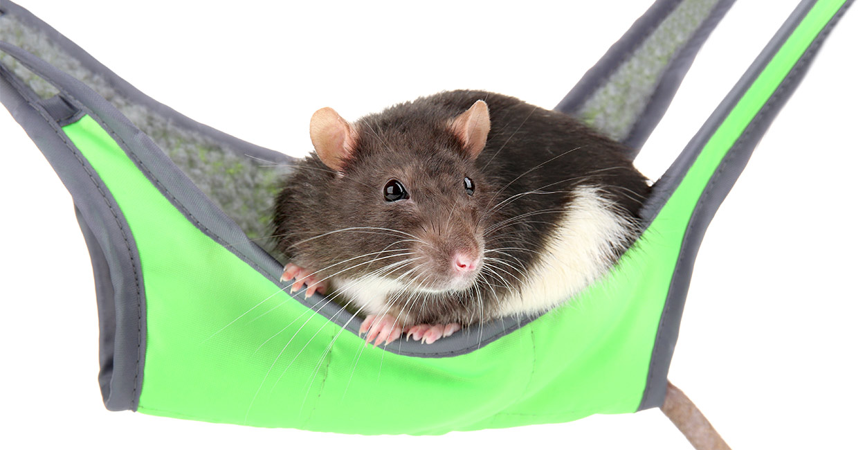 rat hammocks