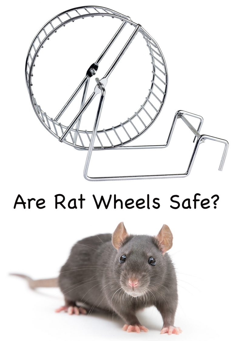 Should You Buy A Rat Wheel For Your Furry Friend? Let's find out...