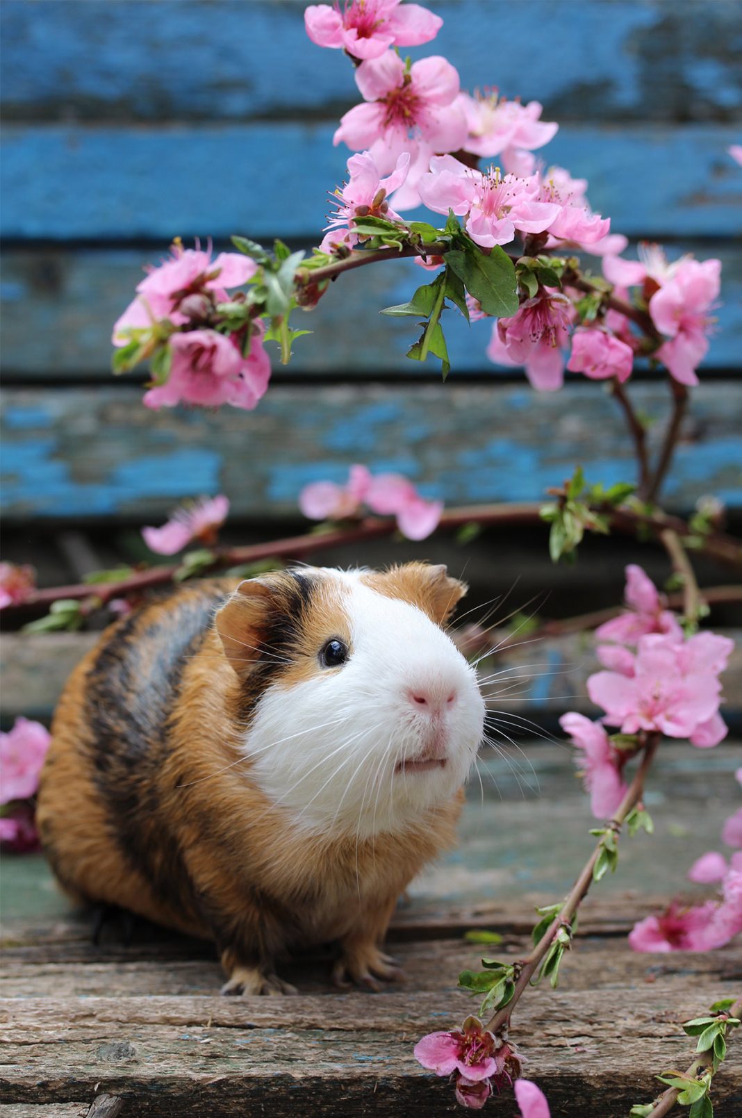 short haired guinea pig breeds