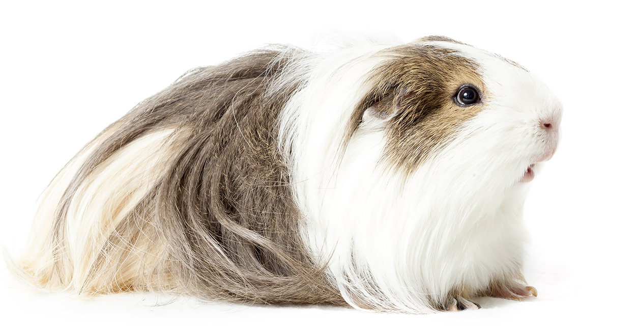 long haired sheltie guinea pig