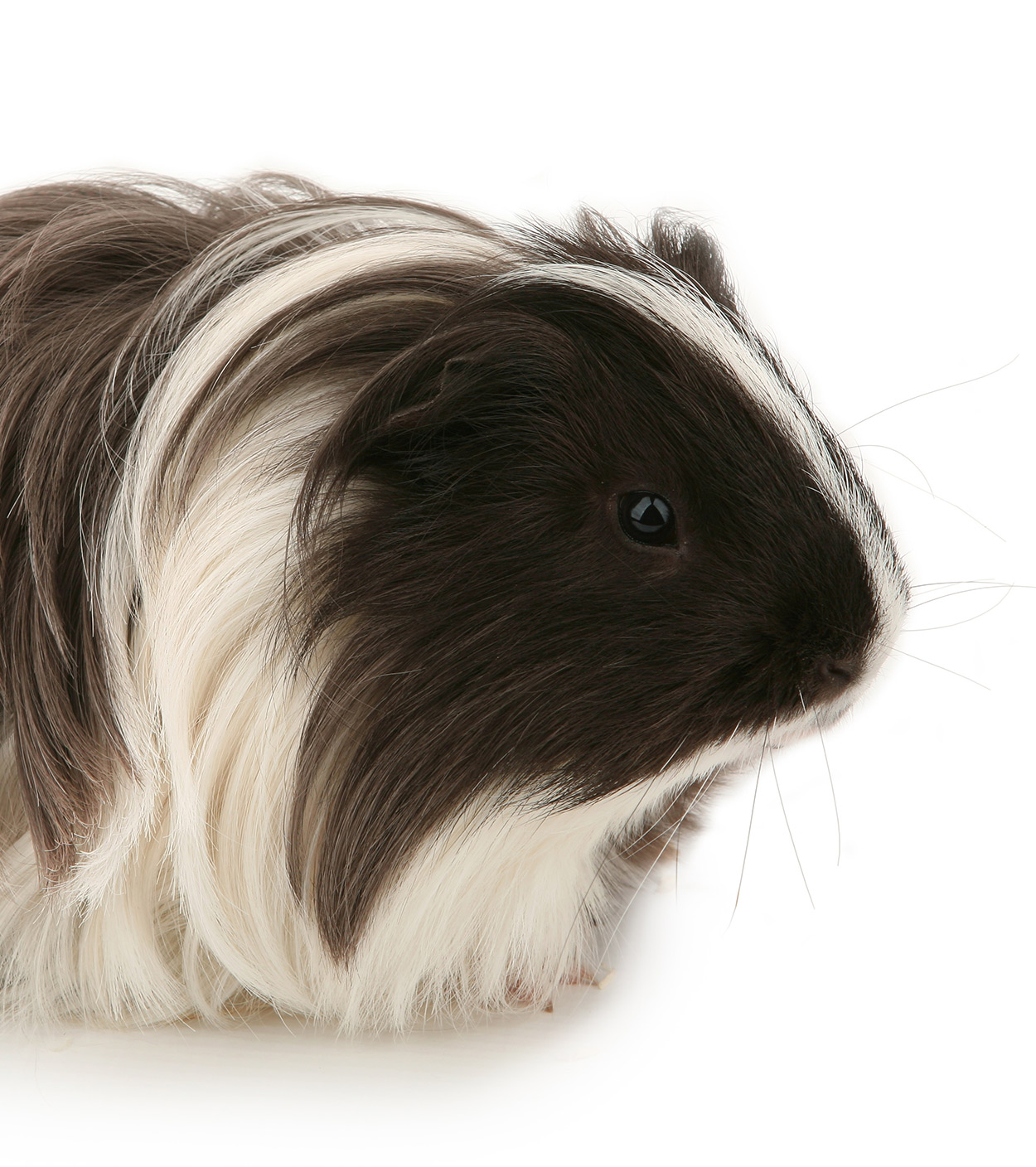 silkie guinea pig