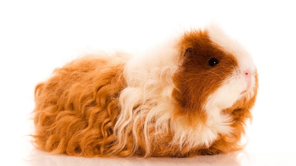 curly haired guinea pig