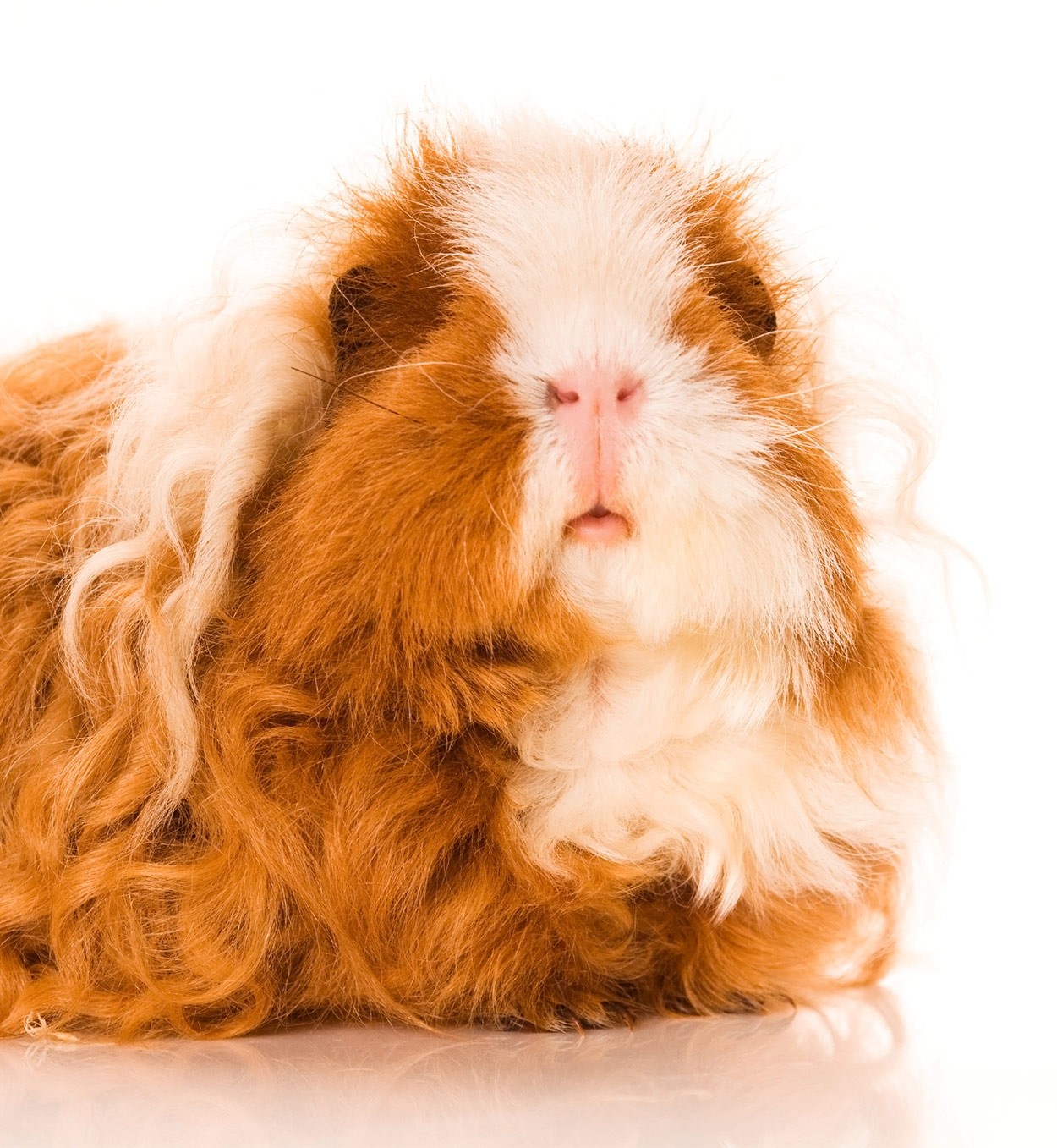 Texel Guinea Pig - Complete Breed Guide To The Curly Haired Cavy