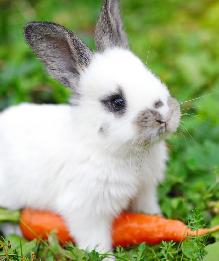 What Do Baby Rabbits Eat - A Complete Nutritional Guide