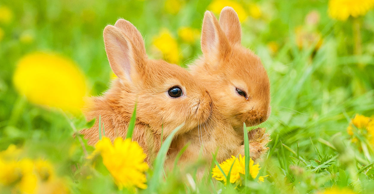 rabbit babies