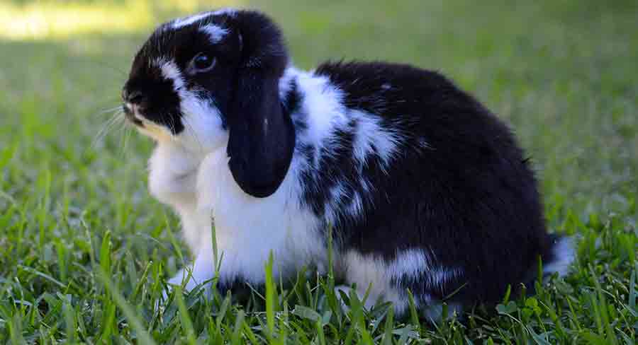black and white angora rabbit