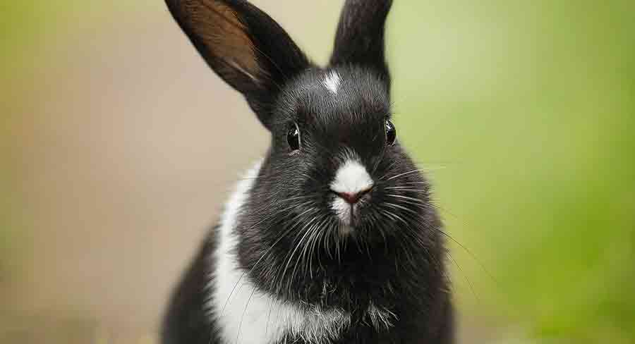 lionhead rabbit black and white