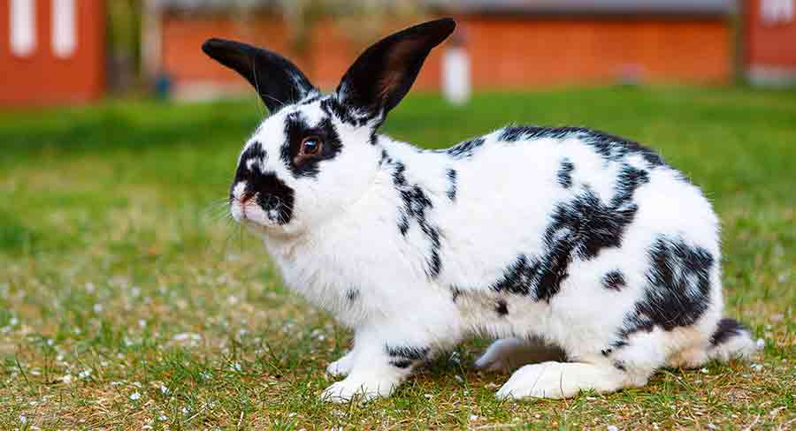 lionhead rabbit black and white