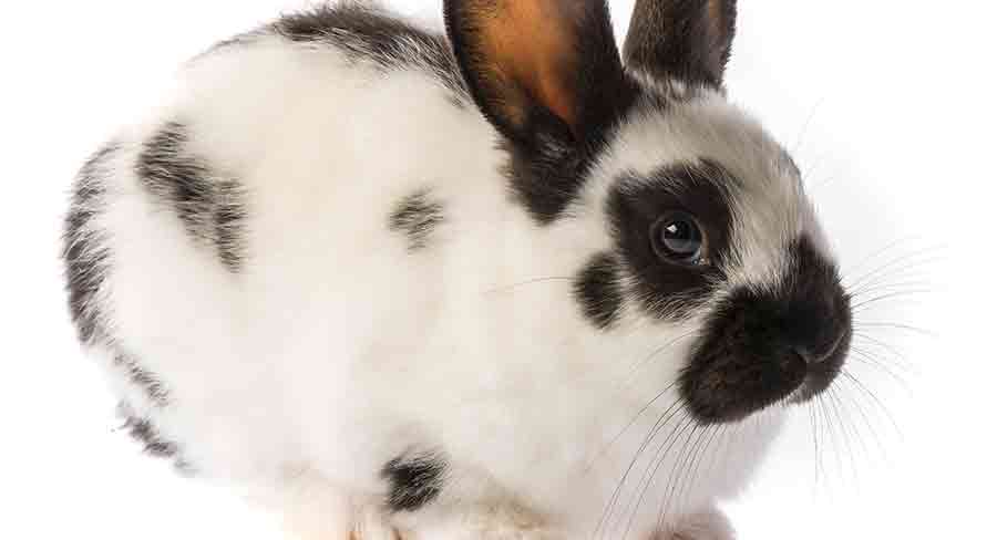 black and white english spot rabbit