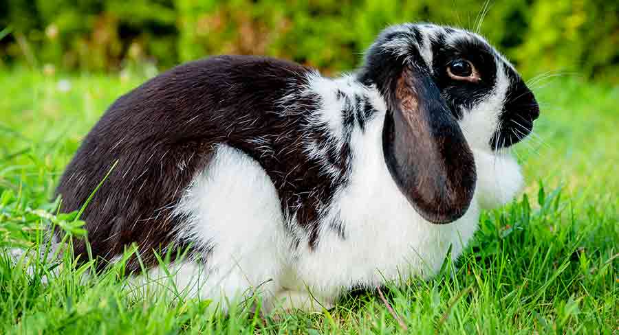 Black And White Rabbit Breeds Make The Best Pet Bunnies!