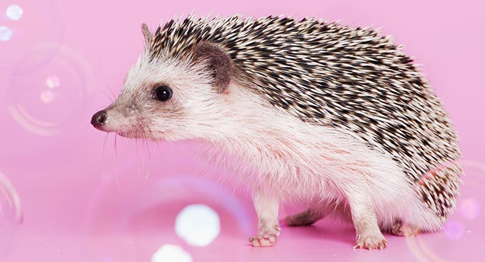 hedgehog with bubbles