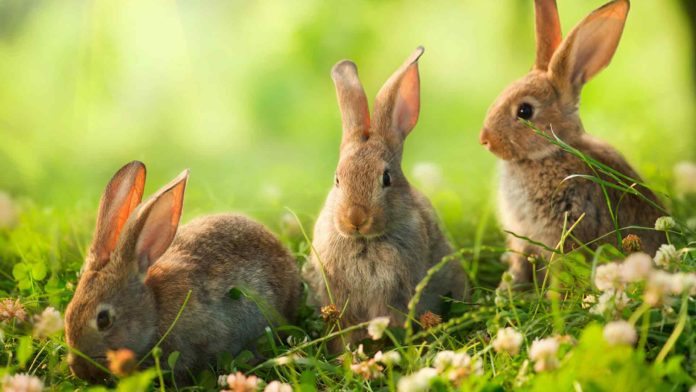 wild rabbit diet