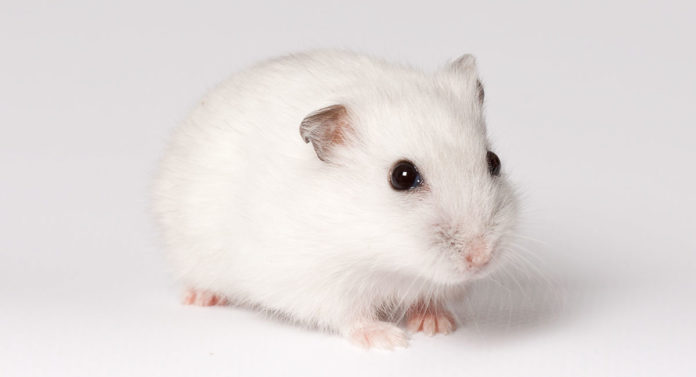 Winter White Hamster Facts