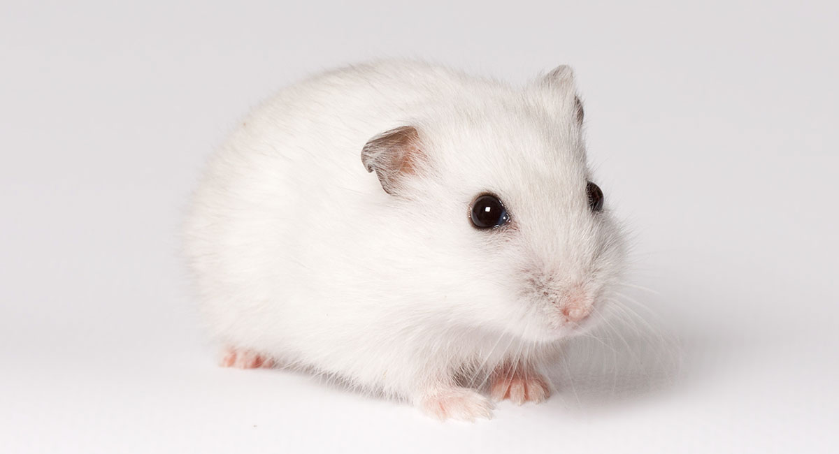 winter white russian dwarf hamster