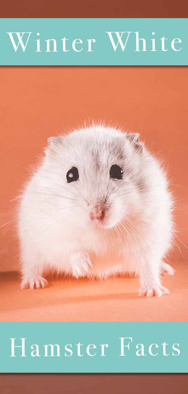 baby winter white hamster