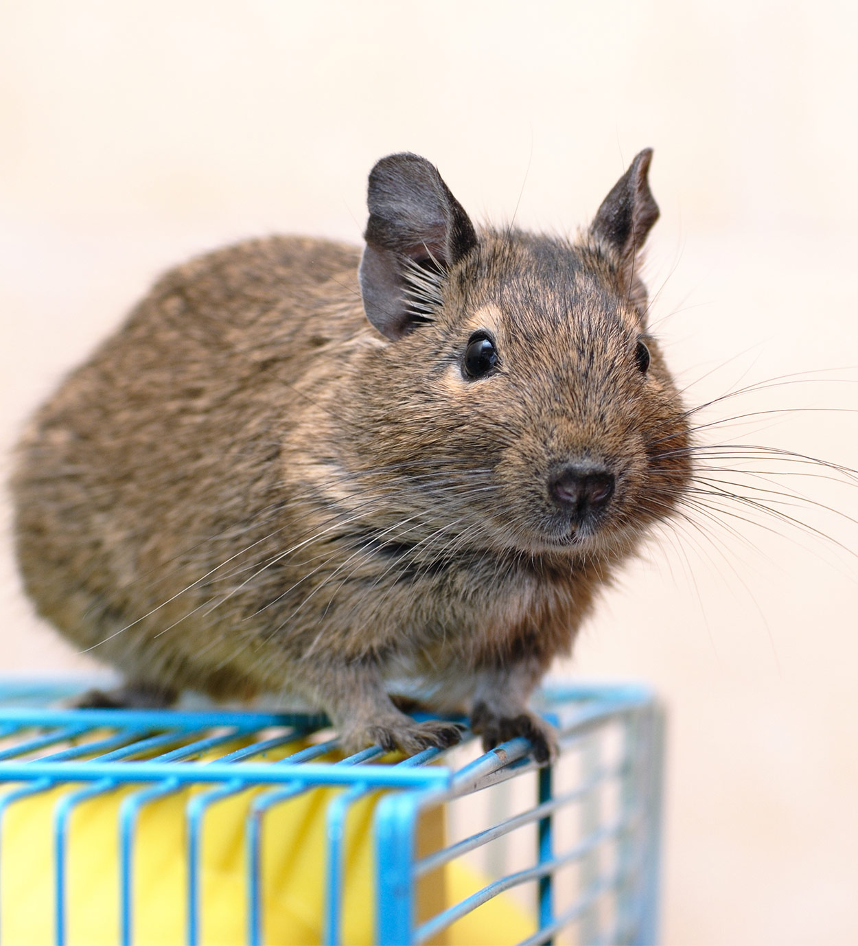 degu cage requirements