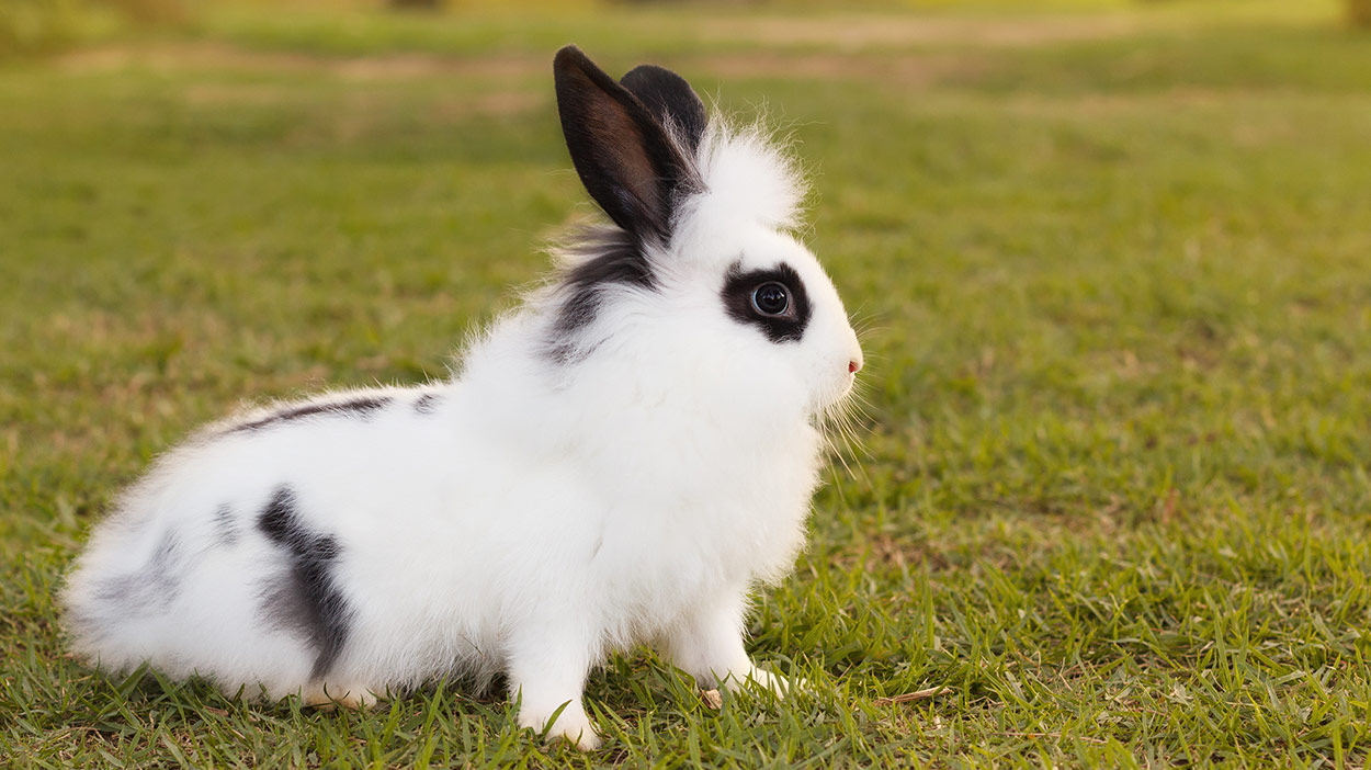 baby white bunny with black spots