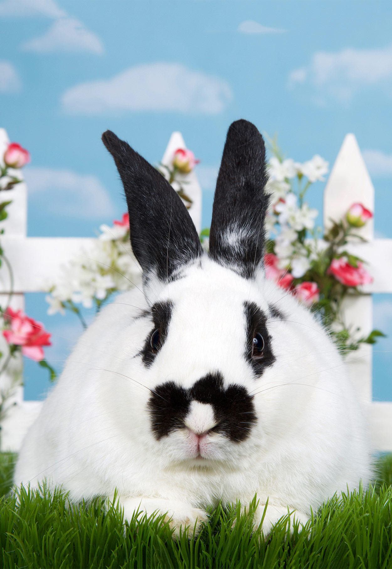 black and white spotted rabbit