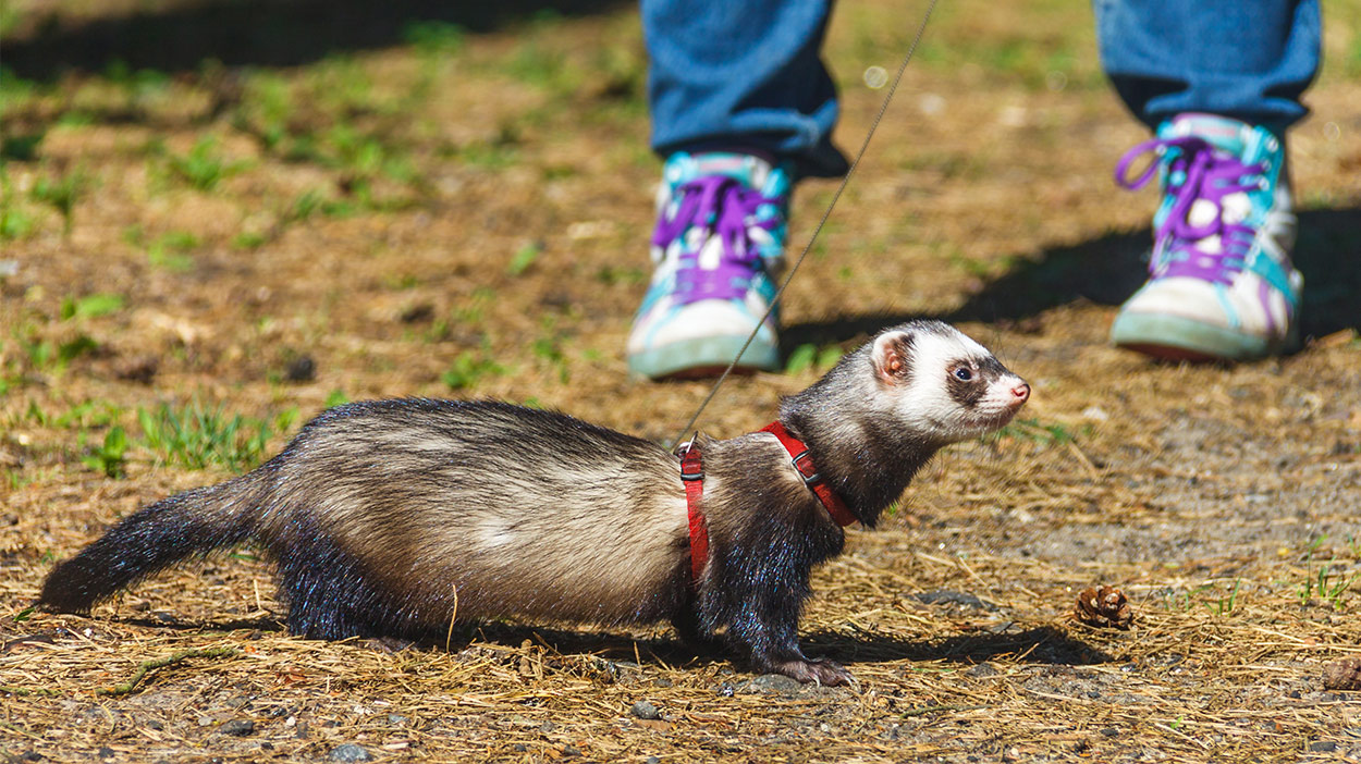 pet ferret on a leash