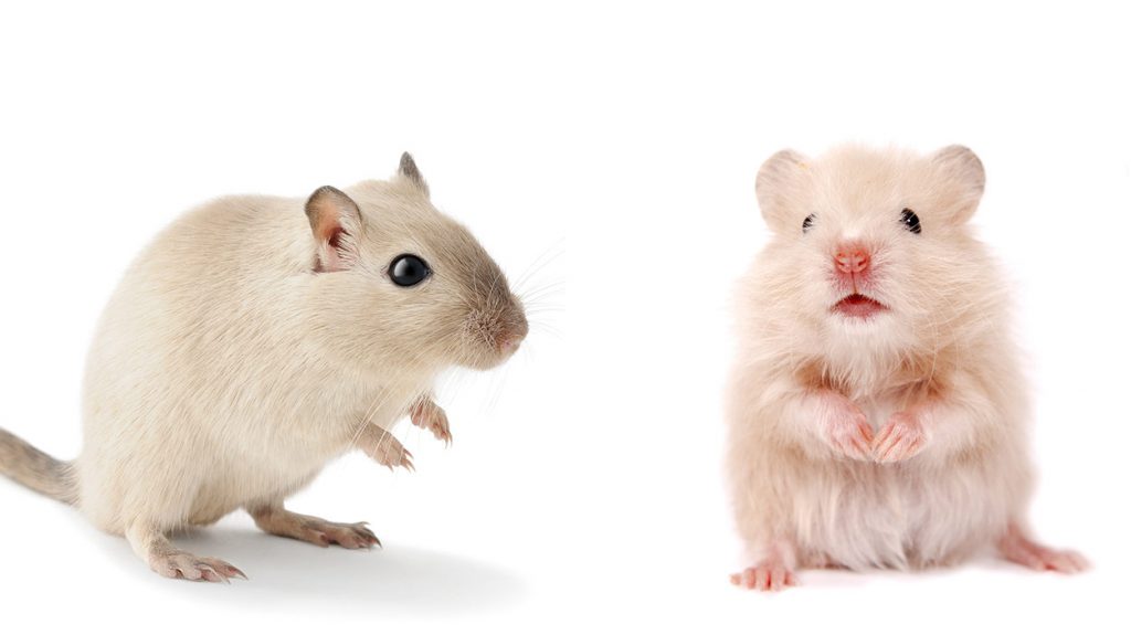 Battle of the Small Pets: Gerbil vs. Hamster - Which is the Best Pet for  You? - ESLBUZZ