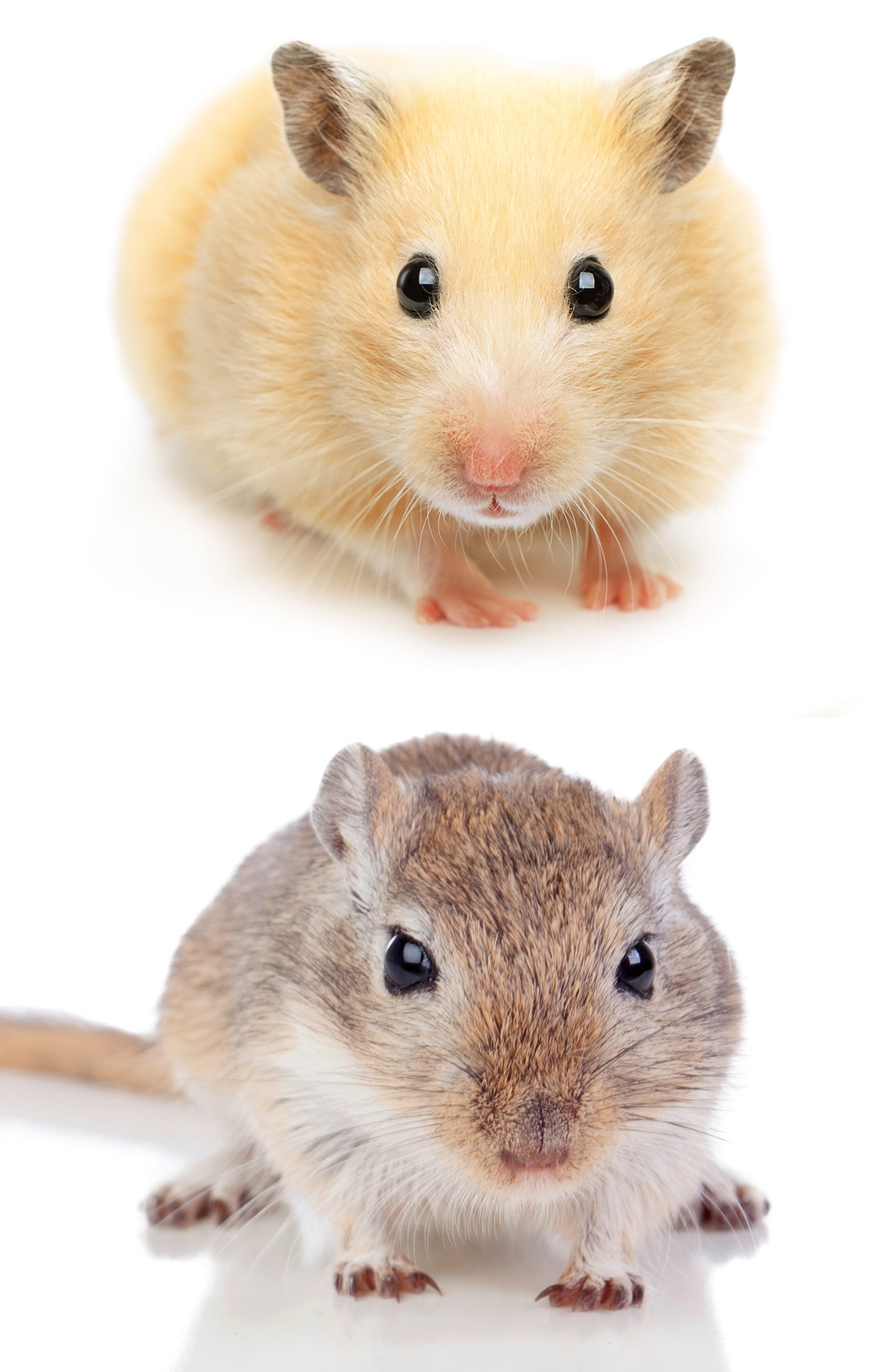 Dwarf hamster 2024 vs gerbil