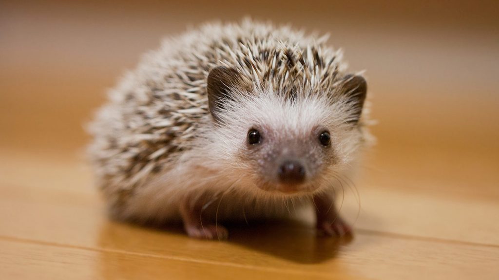 hedgehog names