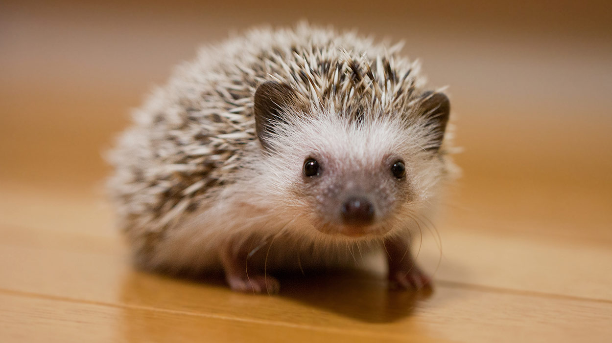 Hedgehog Pet Requirements
