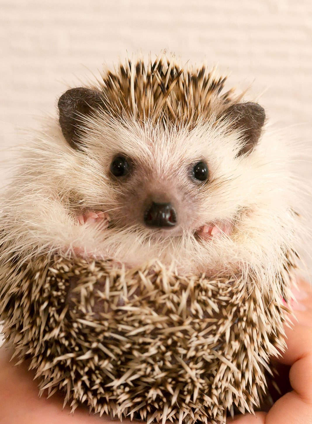 Hedgehog Names 200 Amazing Ideas For Naming Your Prickly Pal