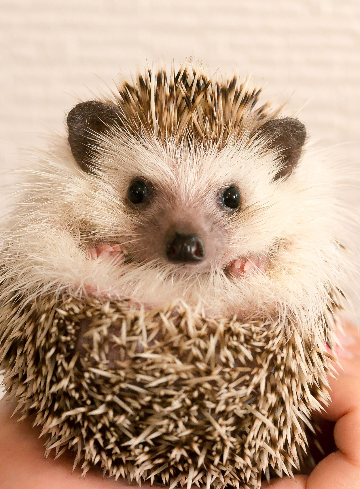 What are some cute boy hedgehog names