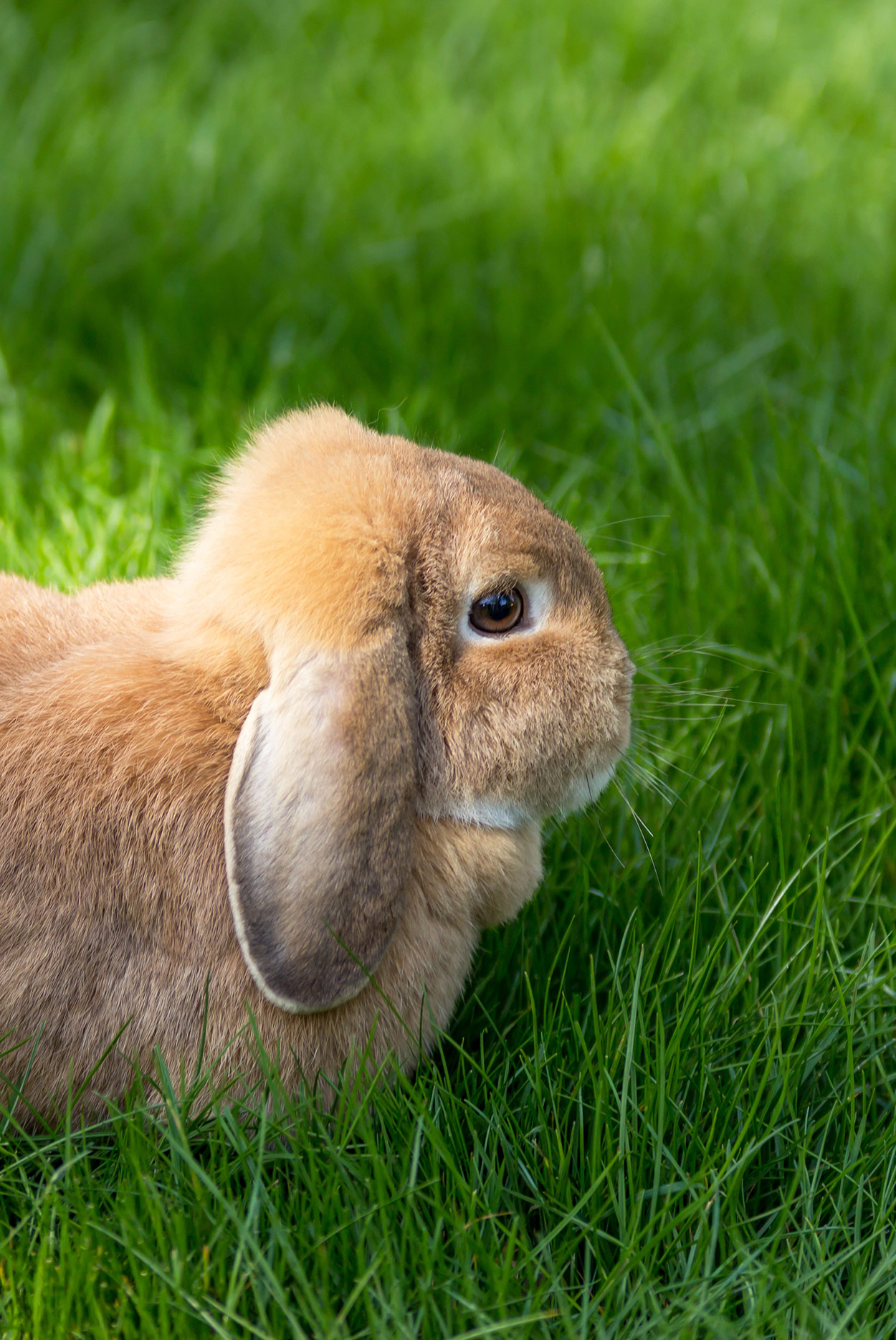 living nature lop eared rabbit