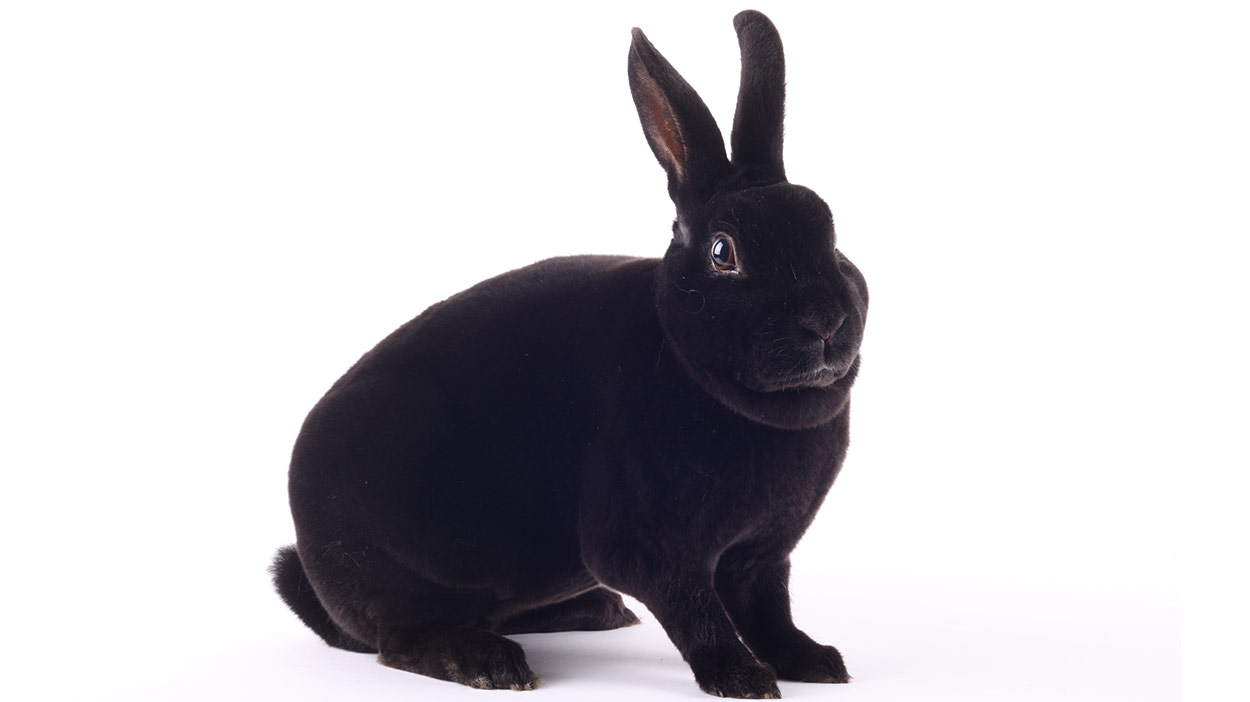 mini rex rabbit black