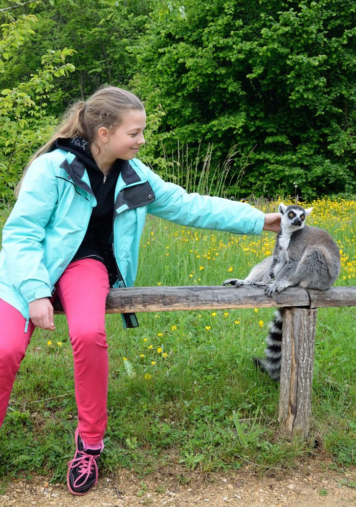 Lemurs As Pets - can you keep a lemur pet in your backyard?