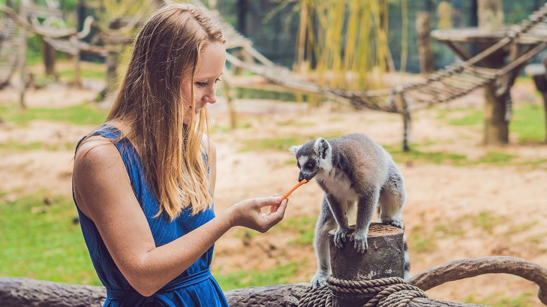 Lemurs As Pets - can you keep a lemur pet in your backyard?
