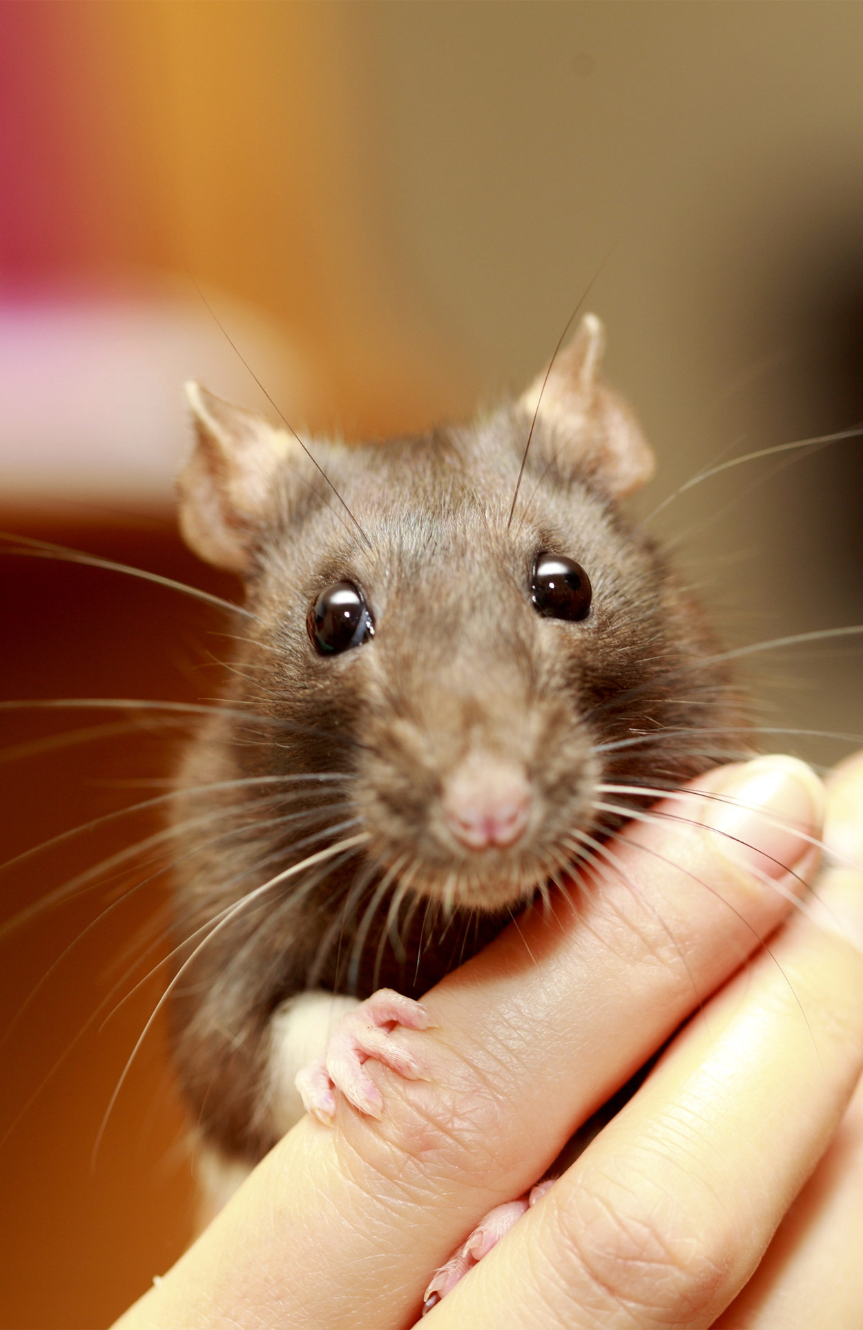 É seguro beijar um rato de estimação?