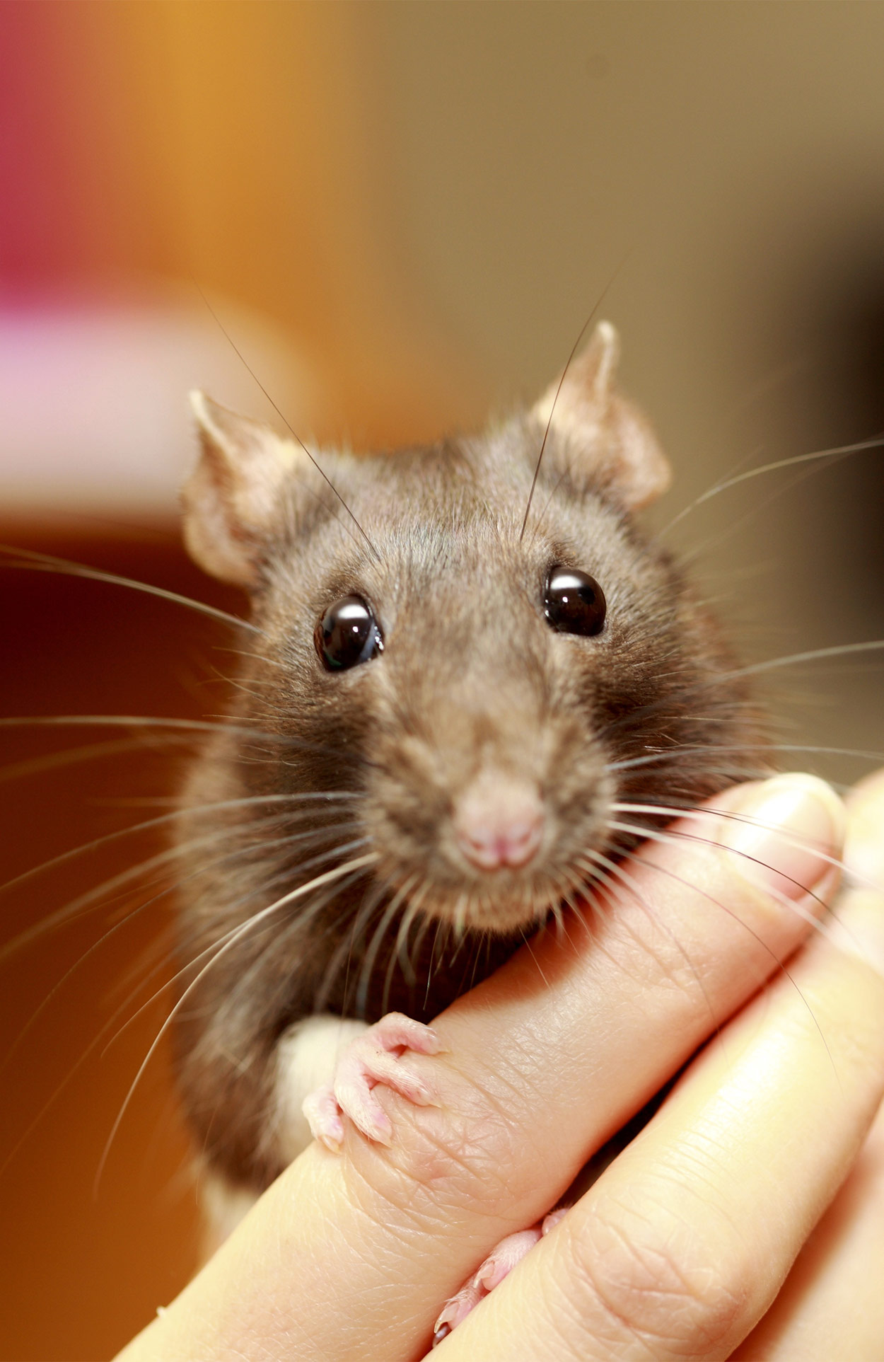 pet rats - could a rat be your new best friend