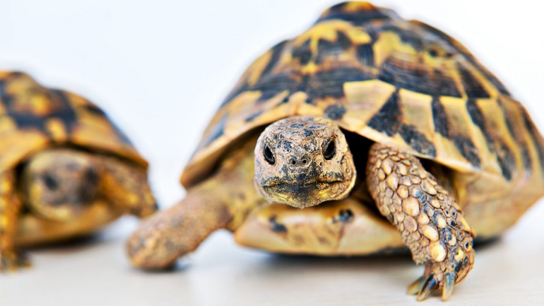 what do turtles eat - a nutritional guide