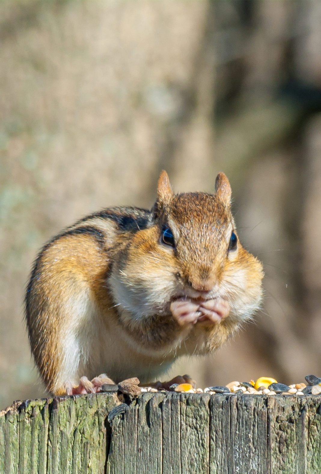 What do chipmunks eat and what should you feed them as pets? 