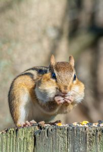 chipmunks