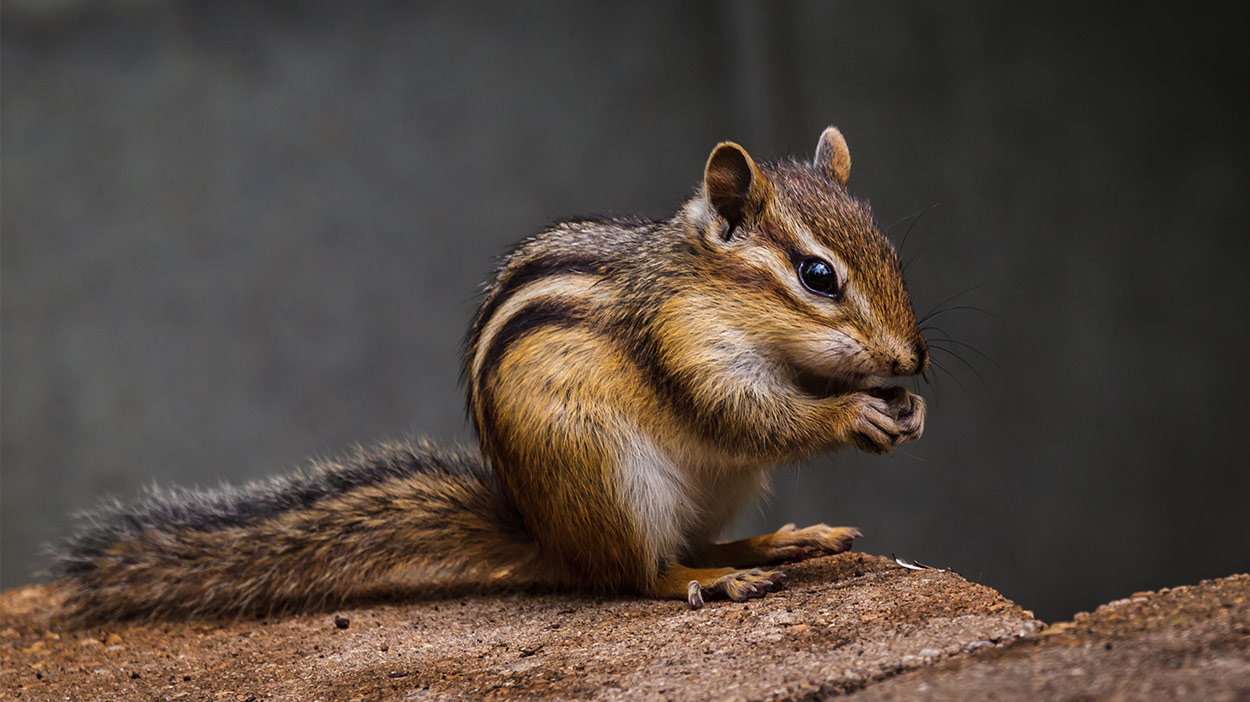 chipmunks habits