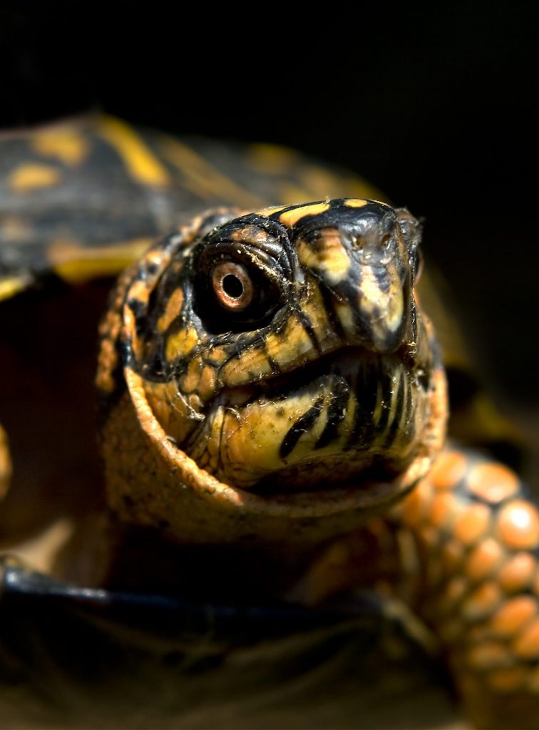 what do turtles eat - a nutritional guide