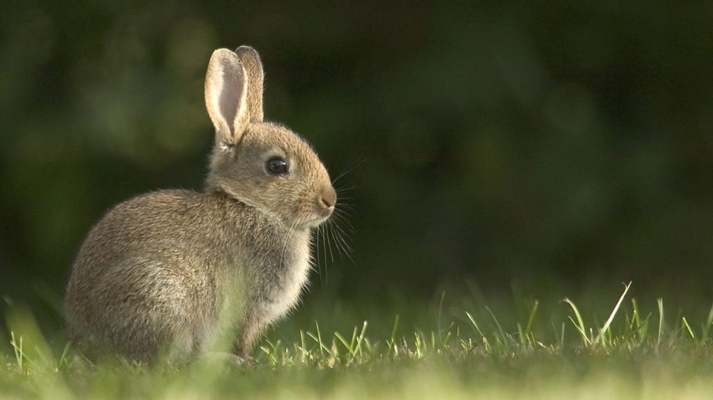 What Do Wild Rabbits Eat? A Guide To The Natural Wild Rabbit Diet