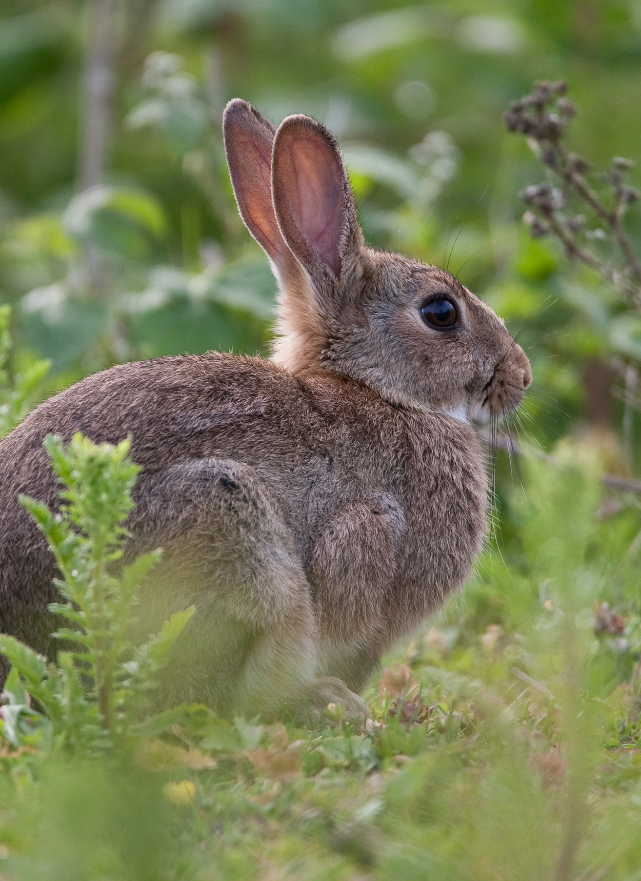 what do wild rabbits eat