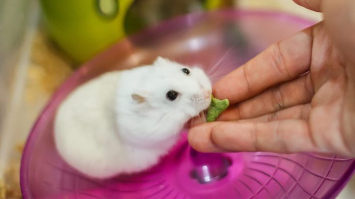 baby winter white hamster