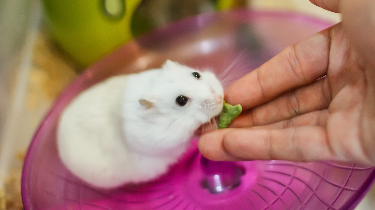 winter white hamster facts everything you need to know