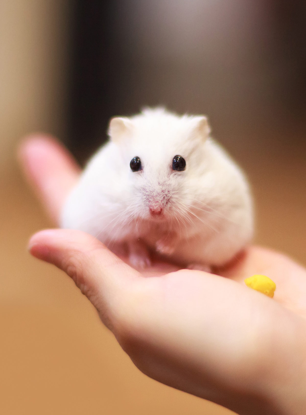 All About Winter White Russian Dwarf Hamsters by Juliana H.