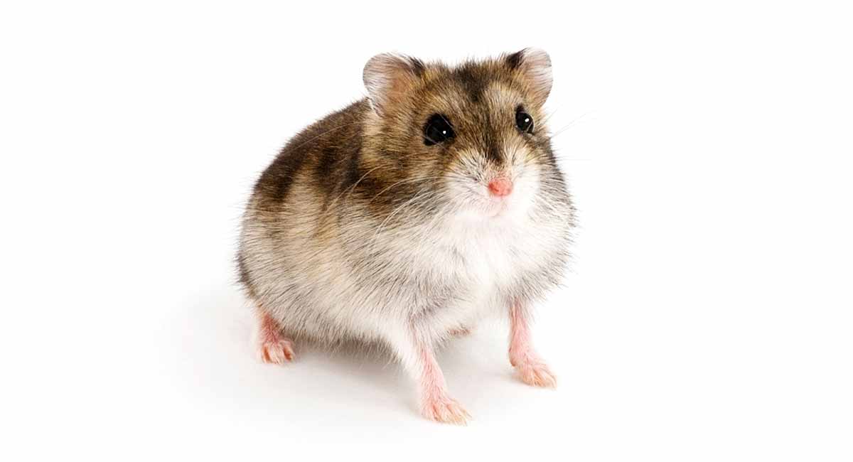 Chinese Hamster breed info